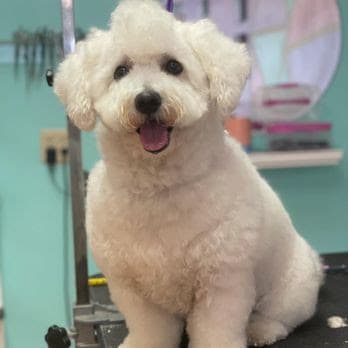 Doggy Stylez Pet Salon