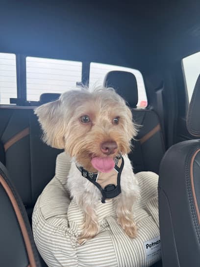 Urban Dogg Pet Grooming