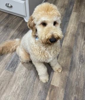 Groomingdale's Pet Spa @ San Antonio
