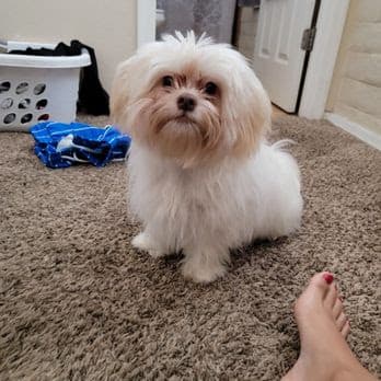 Top Paw Grooming LLC