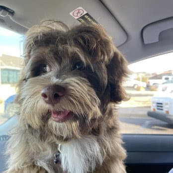Puff & Fluff Grooming - Uptown