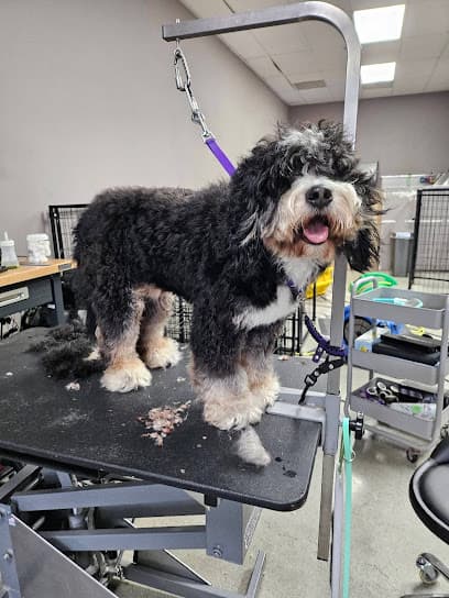 Pet Pet Grooming