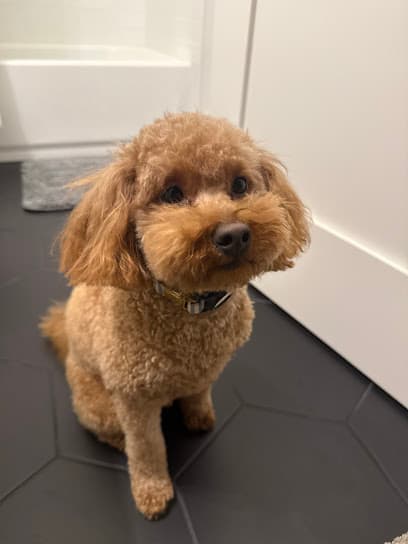 Vanity Fur Pet Salon