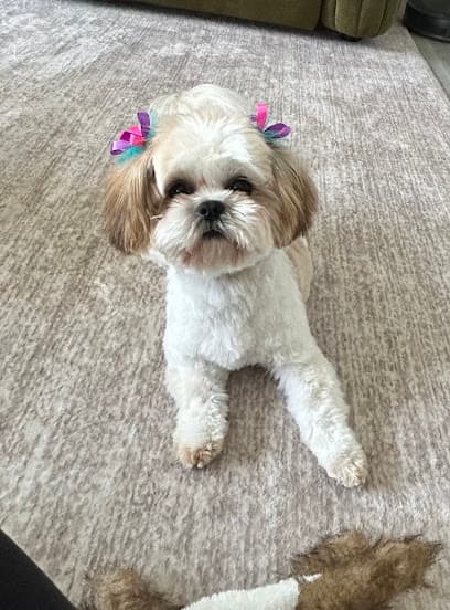 Dogmetology