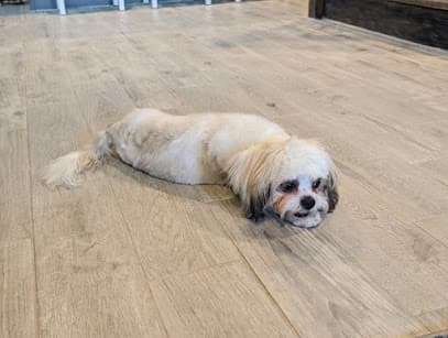 Mobile Dog Grooming and Training