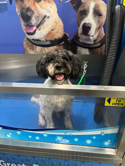 Seattle Canine Club - Dog Grooming & Self-Wash
