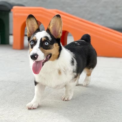Red Dog Pet Resort & Spa Cincinnati