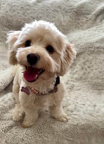 Woof Gang Bakery & Grooming Circle C