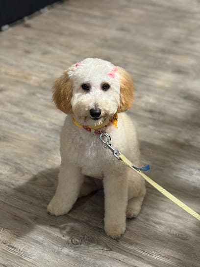 Groomed by Dani