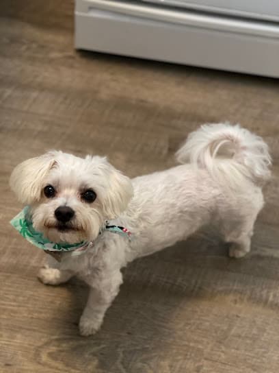 To Wag For - Boutique & Grooming