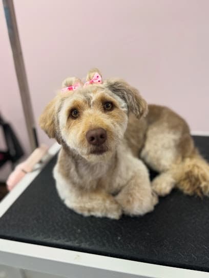 Puget Hound Grooming