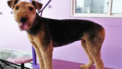 Tender, Love and Care Pet Salon, LLC