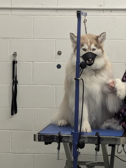 Do It Yourself Doggie Detailing