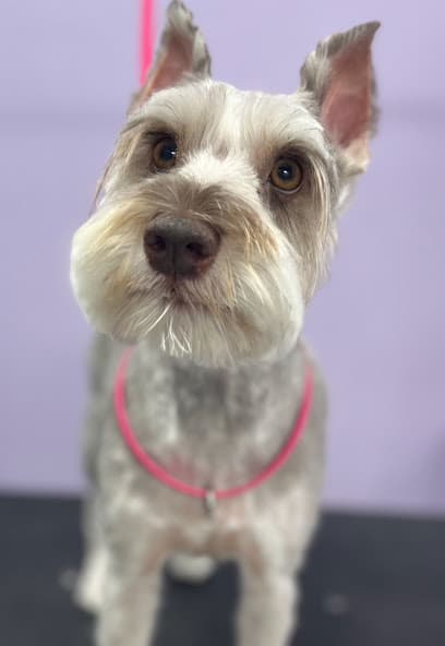Tailwaggers Pet Grooming