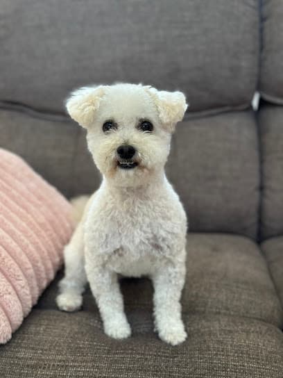 Loved Up Pup: Dog Grooming with Love
