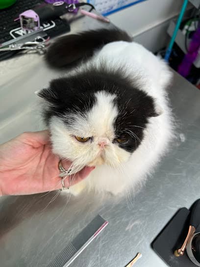 ABQ Cat Grooming