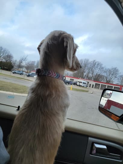Doggone Gorgeous