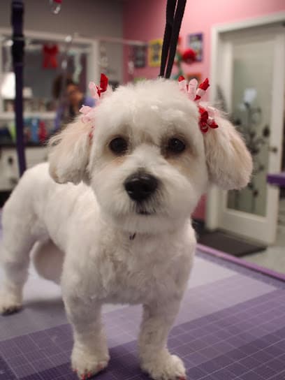 Bellevue Pampered Pet Spa