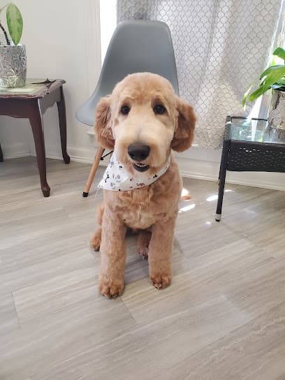 DOG GROOMING SPA