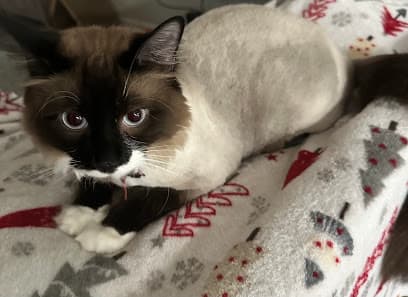 Furside Pet Grooming