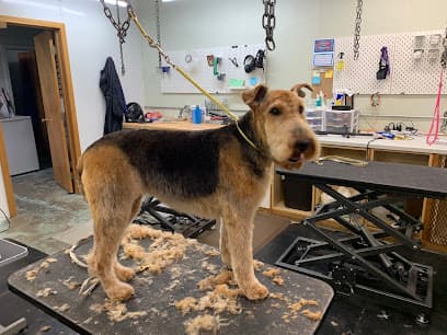 Dog Star Grooming