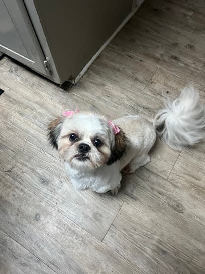 Village Pet Grooming and Boutique