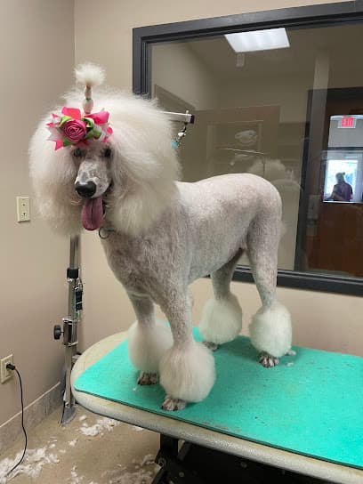 Dani the Dog Groomer
