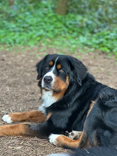 Grooming for Good llc