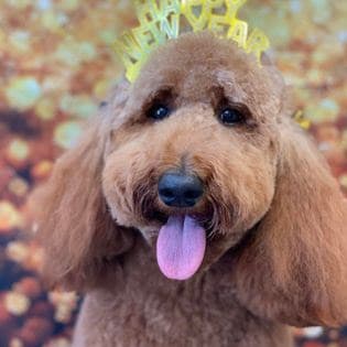 Paw Dat Pet Grooming, Daycare, & Boarding