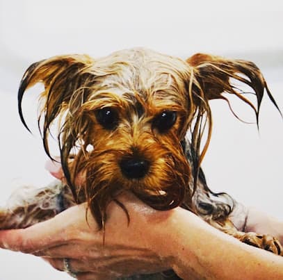 Bath House Pet Grooming