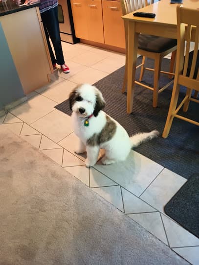 WagginTails Dog Grooming