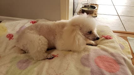 Pet Groomery