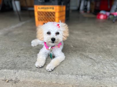 Katie's Dog Grooming Services