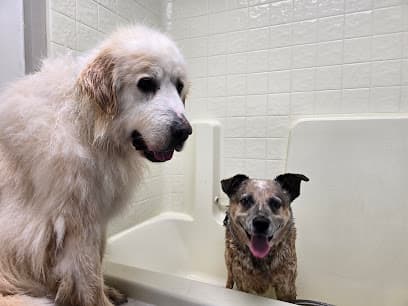 Rub-A-Dub Dog Bath