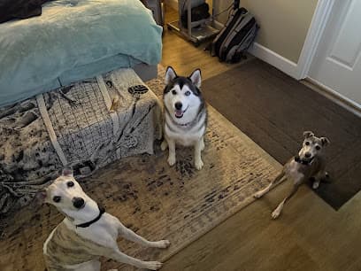 Blue Ribbon Pet Grooming
