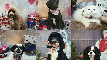 Wizard of Pawz Pet Spa