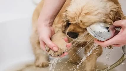 Suds N Pups Dog Grooming and Wash