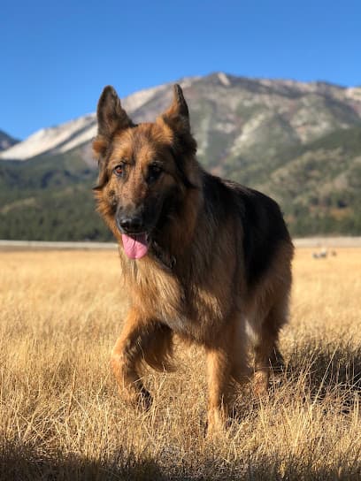 Adventure Pet