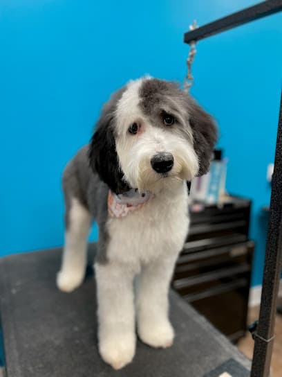 Shaggy to Chic Boutique West