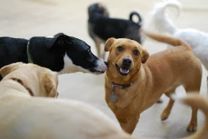 Woof Central