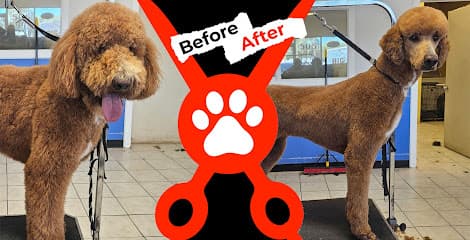 Alpha Dog Grooming Albuquerque of Alamosa