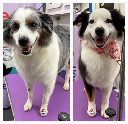 Heather's Mobile Pet Salon