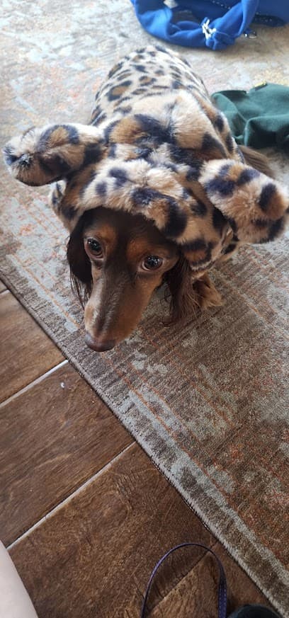 Hobnob Pet