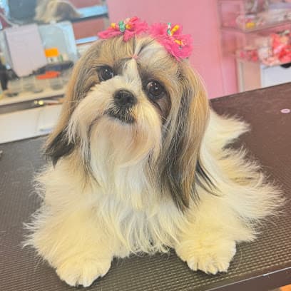 Lovely Pet Grooming