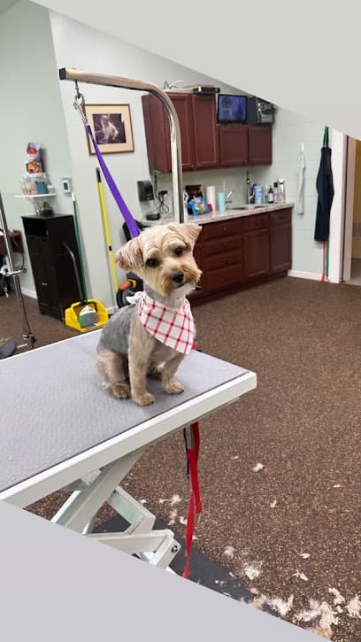 Wildflower Pet Spa