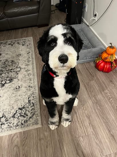 DogJax
