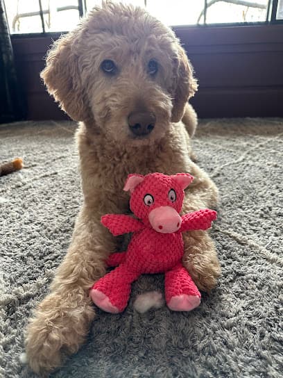 Paws Spa Dog Salon