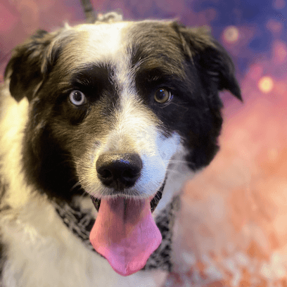 Paws On The Go LLC - Mobile Dog Grooming