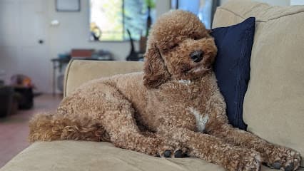 Pampered Paws