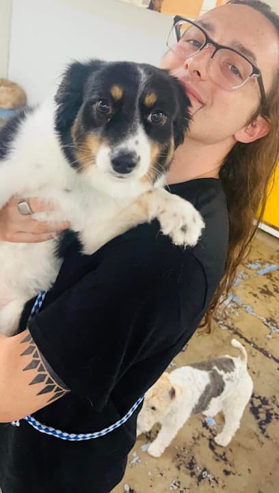 Zoomies Dog Daycare & Resort